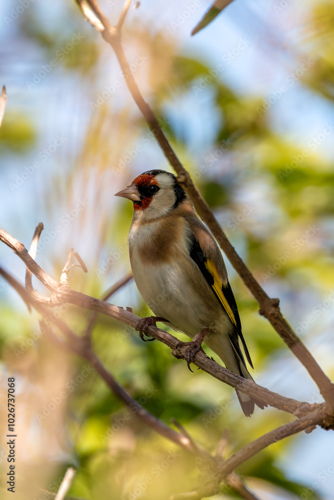 European Goldfinch (Carduelis carduelis) spotted in North County, Dublin, commonly found across Europe European Goldfinch (Carduelis carduelis) spotted in North County, Dublin, commonly found across Europe