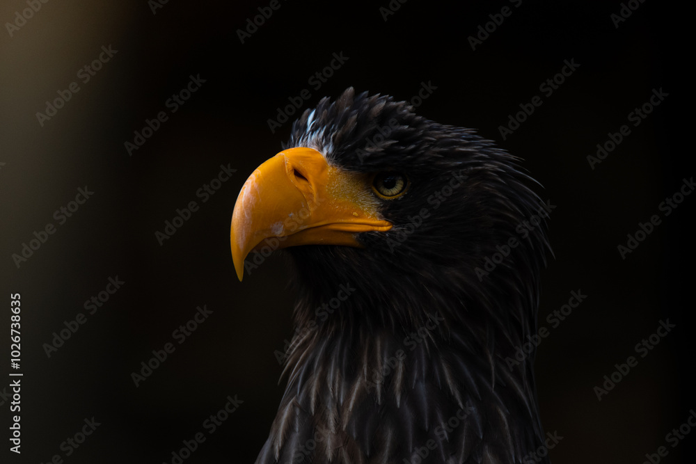 portrait of an eagle portrait of an eagle