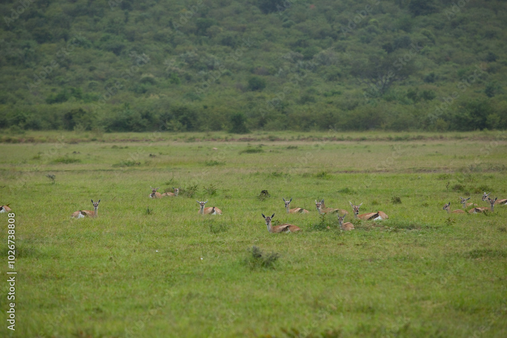 Obraz premium flock of impala antelope in the savannah