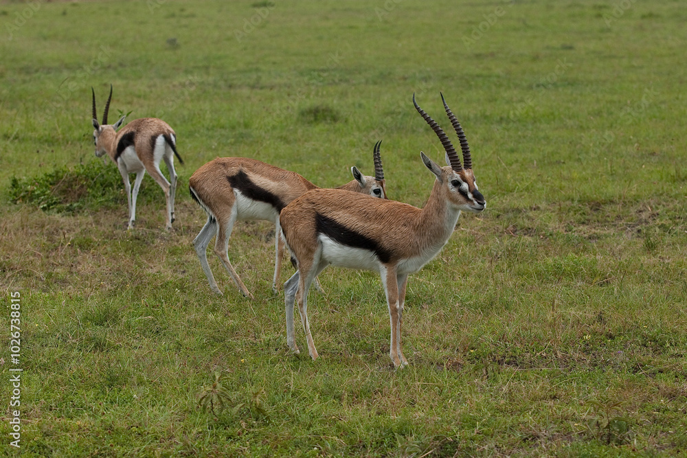 impala antelope in the savannah impala antelope in the savannah