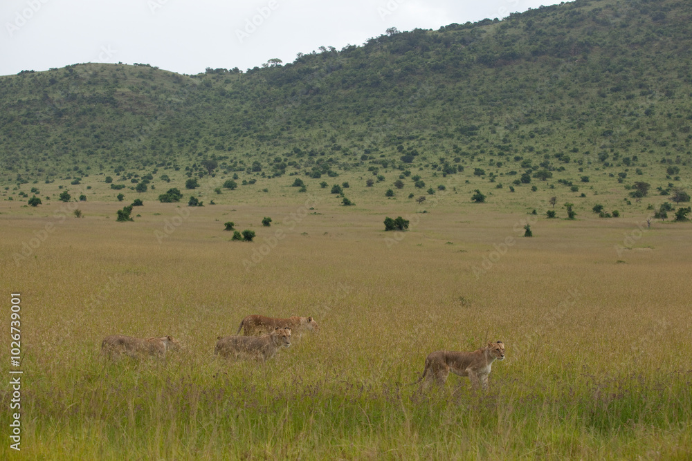 lioness and cubs in the savannah lioness and cubs in the savannah