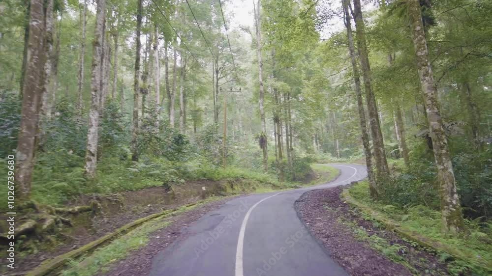 road in the forest road in the forest