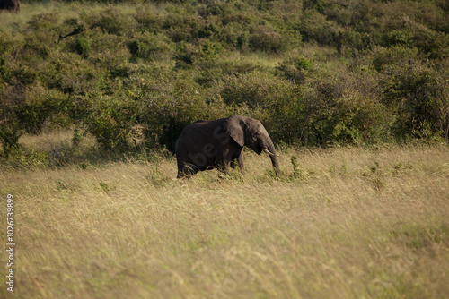 Photography elephant in the savannah