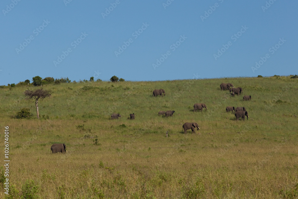 herd of elephants in serengeti national park city herd of elephants in serengeti national park city