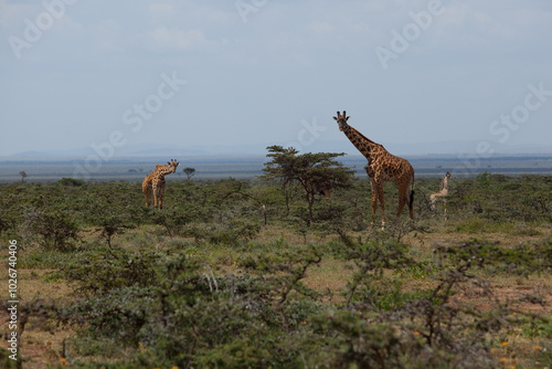 Photography giraffe in the savannah