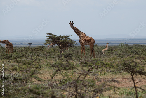 Canvas Print giraffe in the savannah