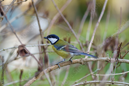 Colorful charcoal tit on the branch of a bush, blurred background, in the garden, telephoto lens