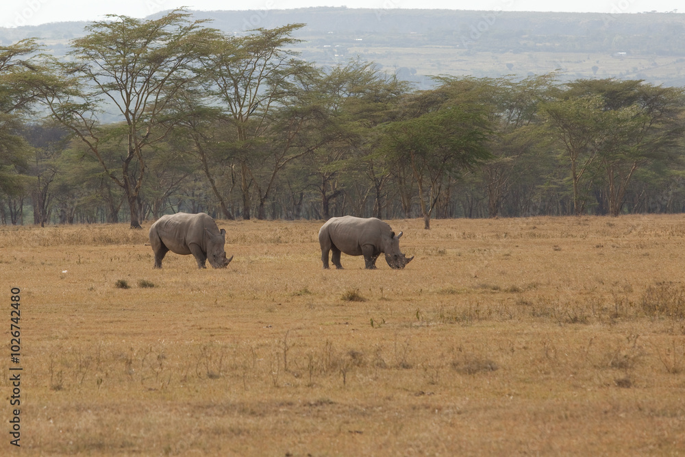 two rhinos in the savannah two rhinos in the savannah