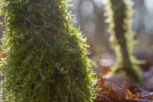 Moss on tree trunk, in backlit sunlight, blurred background, in forest, telephoto lens photo