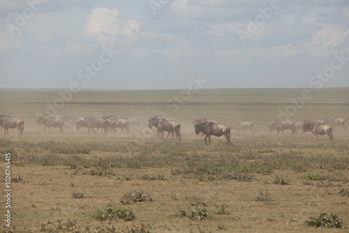 Wildebeest migration in Serengeti National Park, Tanzania