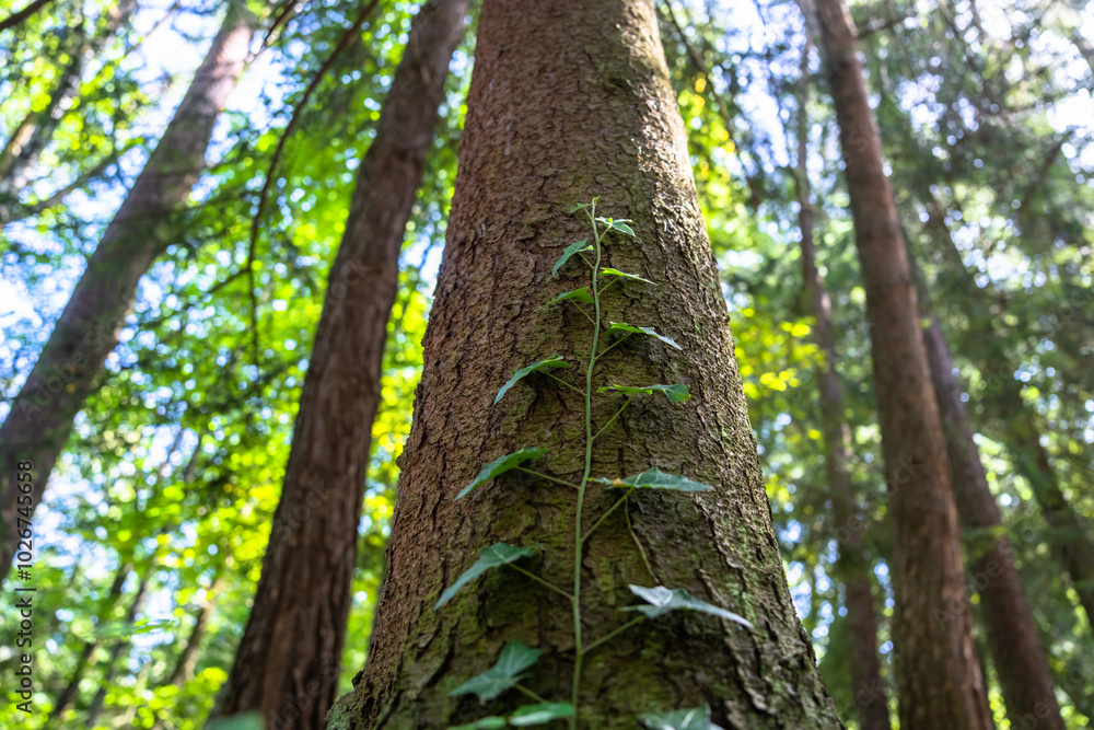 Fototapeta premium A green forest tree trunk shot from above