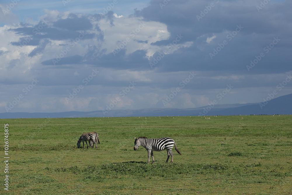 Fototapeta premium herd of zebras in the savannah