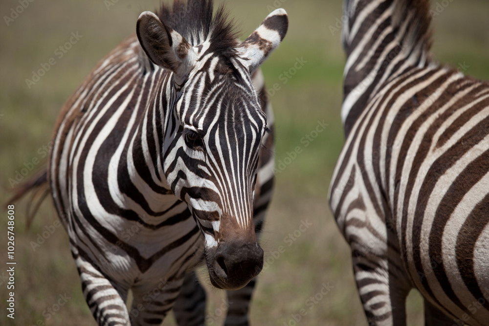 Close up portrait of zebra in safari park, Kenya Close up portrait of zebra in safari park, Kenya