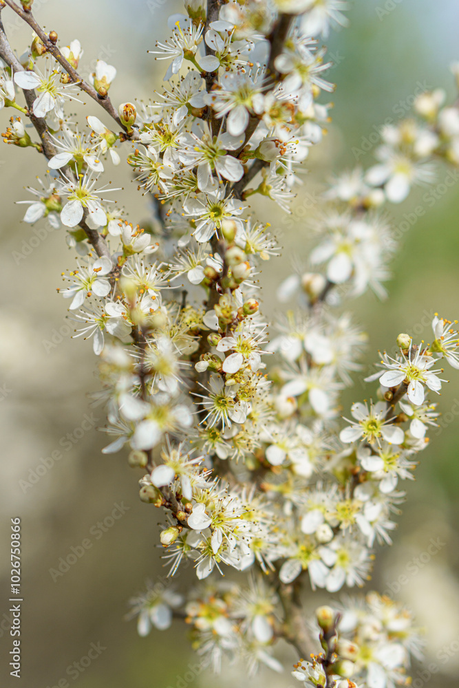 Tiny white flowers on a tree branch with blurred foreground and background in early spring in the sun with a macro lens Tiny white flowers on a tree branch with blurred foreground and background in early spring in the sun with a macro lens