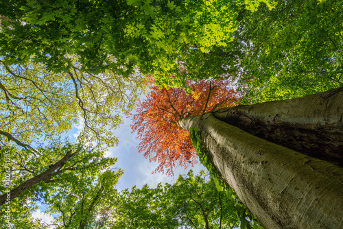 Red leafed tree contrast in forest among green leafed trees, photographed from bottom perspective with blue sky in background, wide angle lens