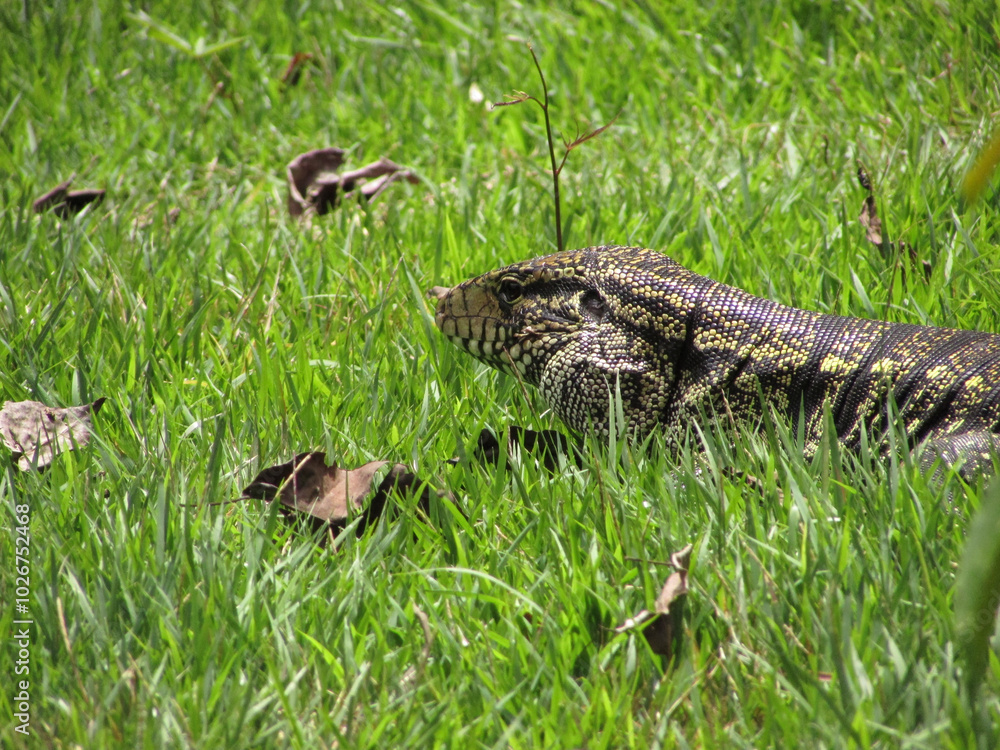 A large Tegu lizard walking through a tropical forest A large Tegu lizard walking through a tropical forest
