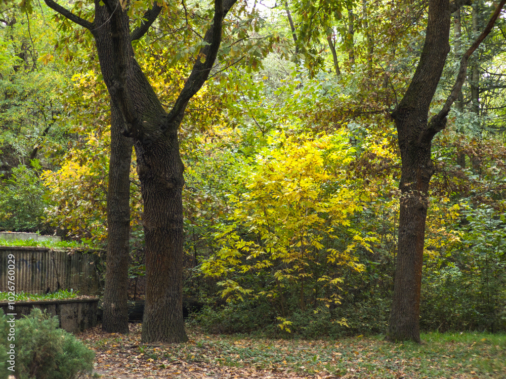 Autumn view of South Park in city of Sofia, Bulgaria Autumn view of South Park in city of Sofia, Bulgaria