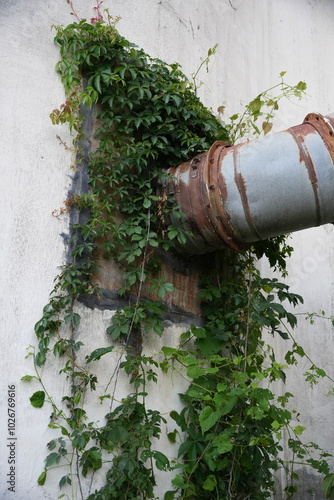 ivy on the building photo