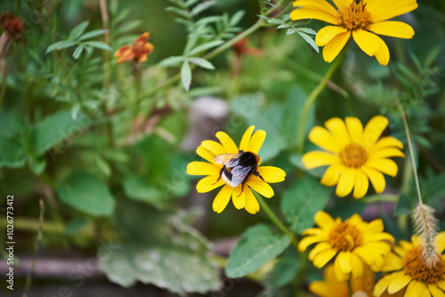 Beautiful yellow flowers of Heliopsis helianthoides bloom in a garden. Close-up of a bee on a yellow false sunflower (or smooth oxeye) photo