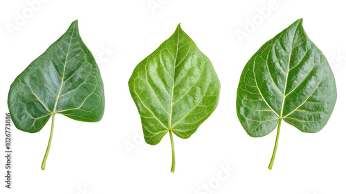 Various Green Leaves From Javanese Treebine Branches in Natural Light Generative AI