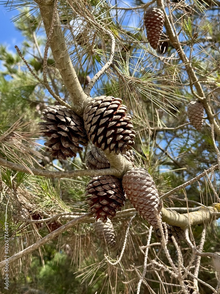 Obraz premium close up of pine cones on a branch of their tree on a summer day 
