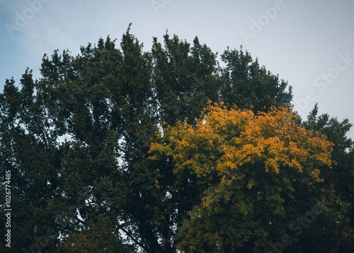 trees and sky