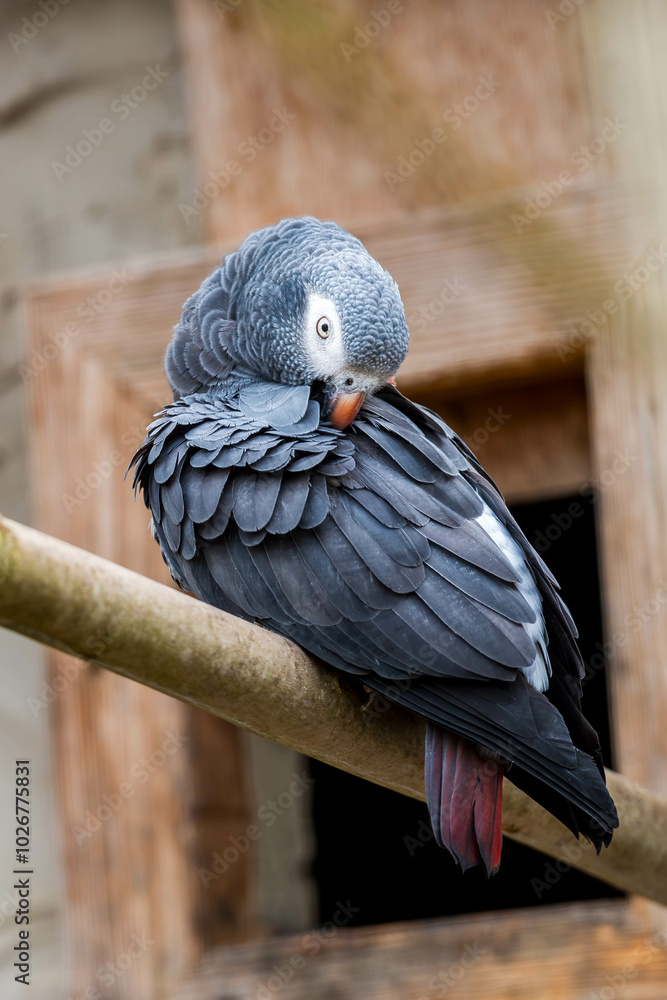 Obraz premium A beautiful African Grey parrot with striking grey feathers and a contrasting white face preens its wing while perched on a branch.