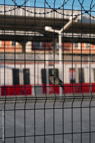 sparrow on the fence