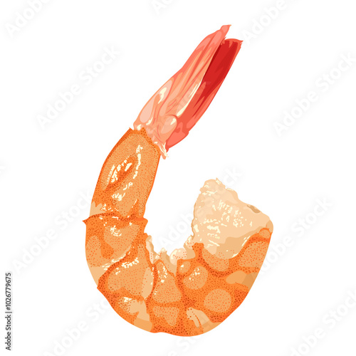 Vector illustration, a shrimp, isolated on white background.