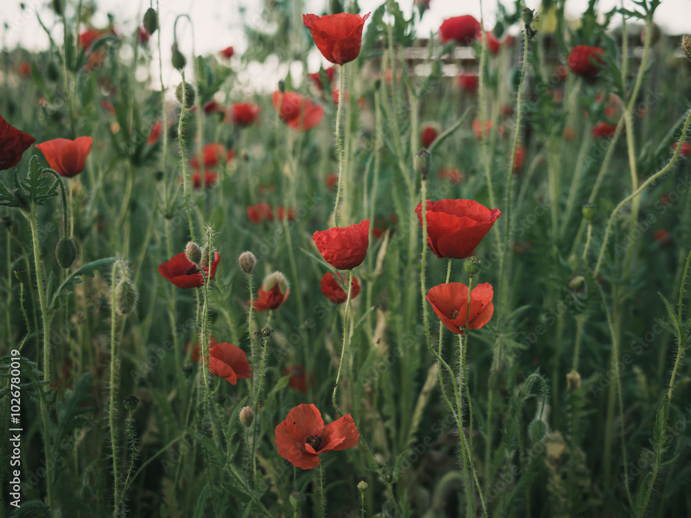 Obraz premium Red poppy flower
