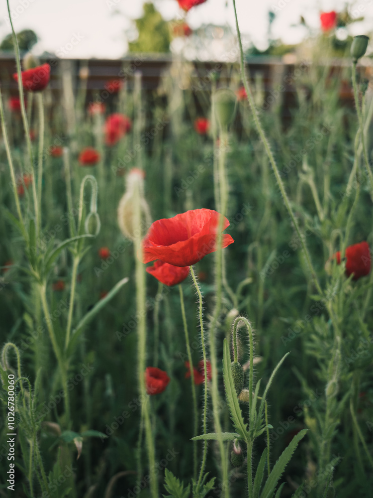 Obraz premium Red poppy flower