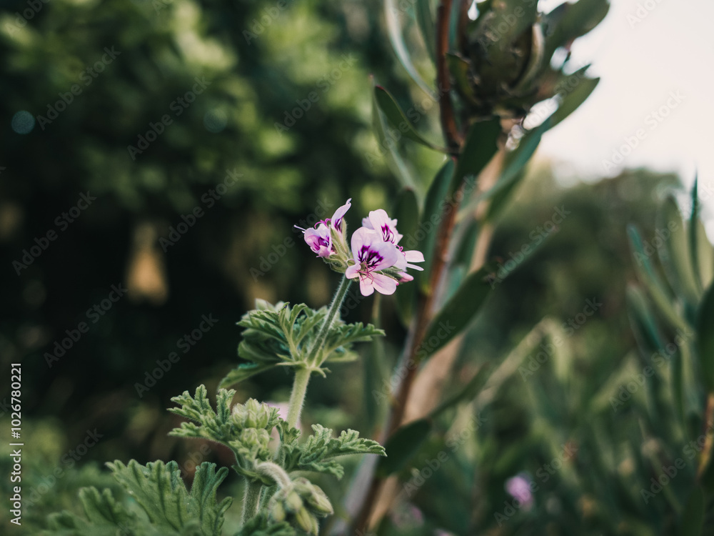 Obraz premium Spring flowers