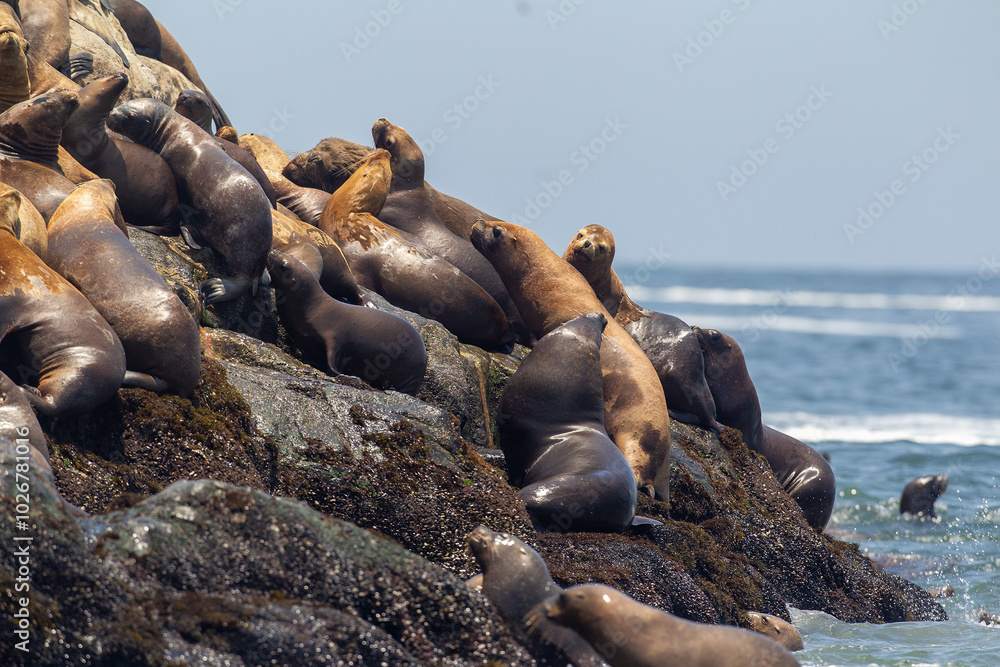 Φωτογραφία Playful moments with the locals at the Palomino Islands , Nothing like watching these sea lions in their natural paradise