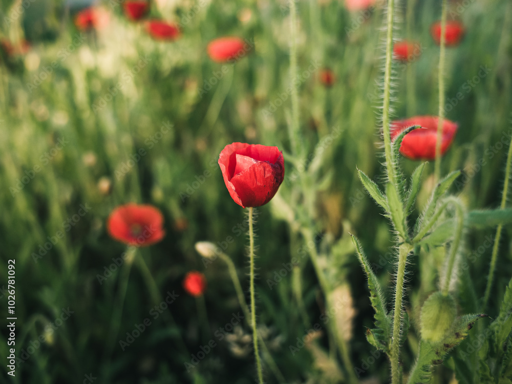 Obraz premium Red poppy flower