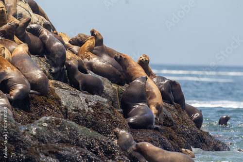 Photography Playful moments with the locals at the Palomino Islands , Nothing like watching these sea lions in their natural paradise