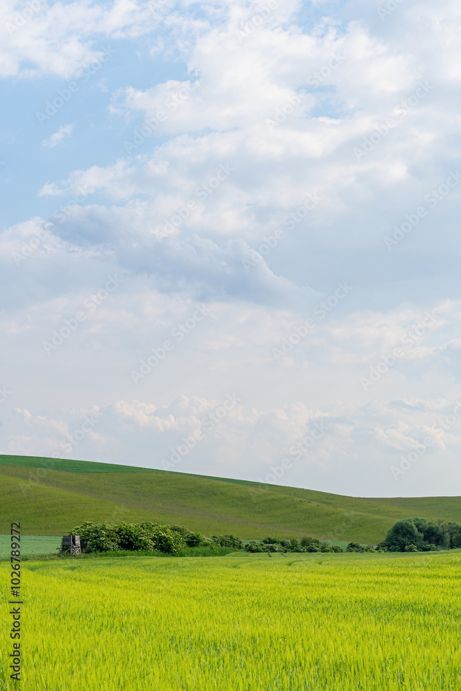 Young green agricultural grain field landscape with nice clouds blue sky sunny wide angle lens Young green agricultural grain field landscape with nice clouds blue sky sunny wide angle lens
