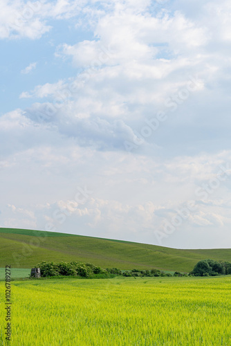 Young green agricultural grain field landscape with nice clouds blue sky sunny wide angle lens