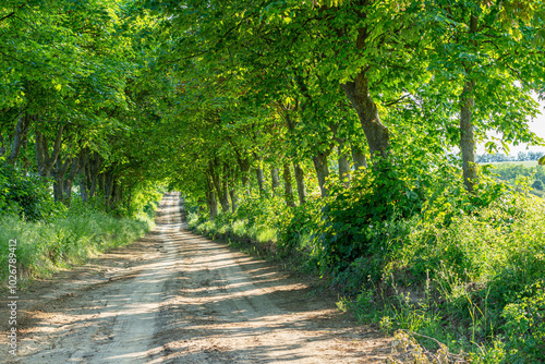 Dirt road lively, dense, lined with green trees and bushes, shadow and sunshine alternate, telephoto