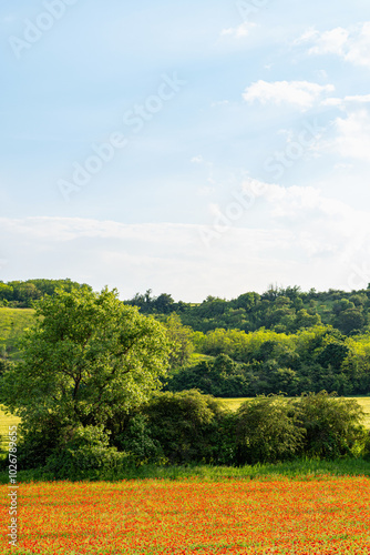 Field with lots of red poppies in spring, green trees in the background, slightly cloudy blue sky, telephoto