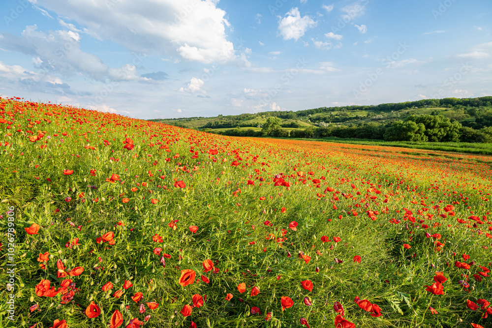 Field with lots of red poppies in spring, green trees in the background, slightly cloudy blue sky, telephoto Field with lots of red poppies in spring, green trees in the background, slightly cloudy blue sky, telephoto