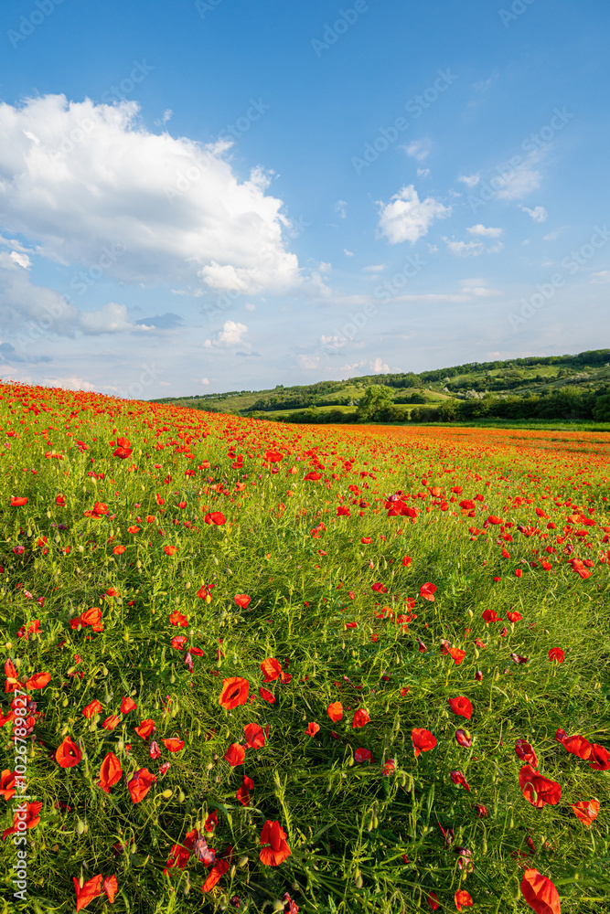 Field with lots of red poppies in spring, green trees in the background, slightly cloudy blue sky, telephoto Field with lots of red poppies in spring, green trees in the background, slightly cloudy blue sky, telephoto