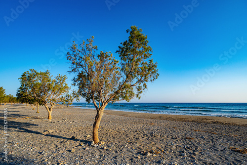 Flat stony beach scattered with trees, clear blue sky, long shadows at sunset, wide angle lens photo