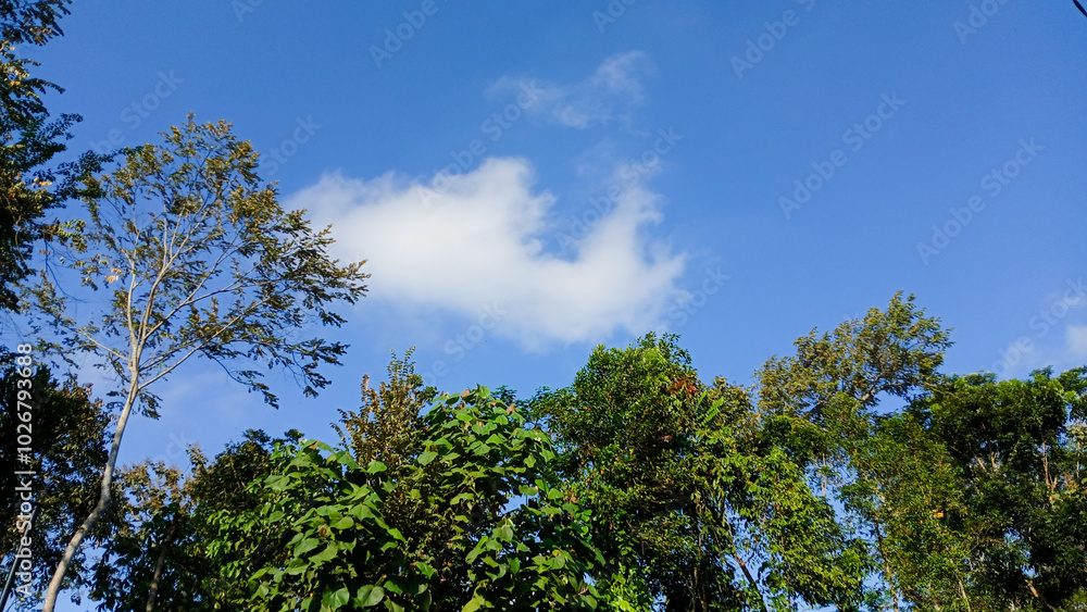 treetops with green leaves against a backdrop of clear midday sky. treetops with green leaves against a backdrop of clear midday sky.