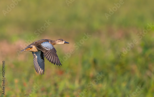 Closeup of a female mallard duck flying over a field at sunset.