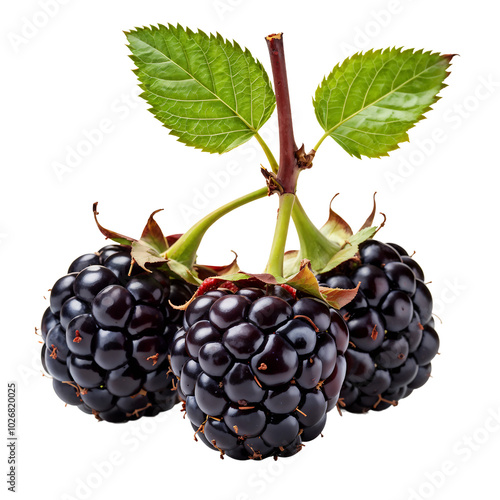 Perfectly Ripe Blackberry Cluster with Fresh Leaves