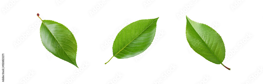 Fototapeta premium Three green leaves are isolated on a white background.