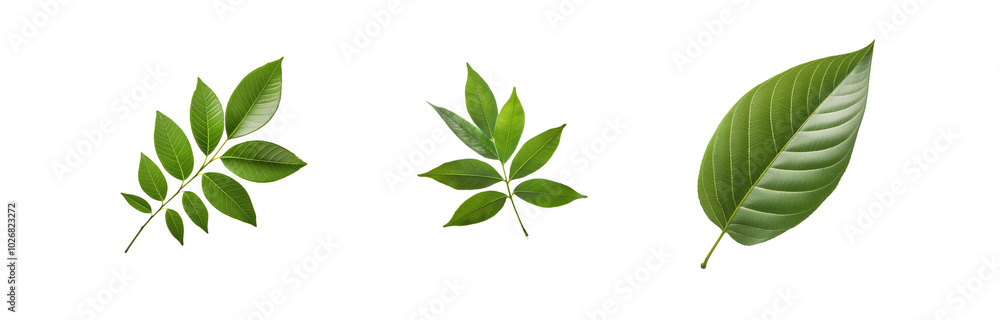 Obraz premium Three isolated green leaves, with detailed veins, on a white background.