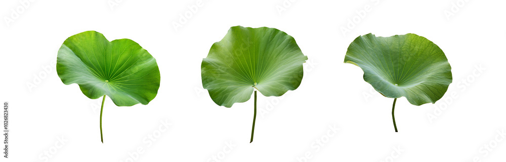 Three isolated green lotus leaves, viewed from above.