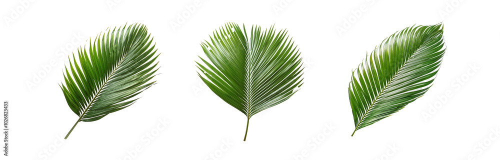 Three isolated palm leaves on a white background. Three isolated palm leaves on a white background.