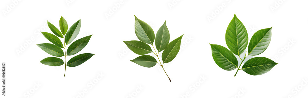 Three isolated green leaves in front of a striped background. Three isolated green leaves in front of a striped background.